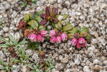 Lingonberry (Vaccinium vitis-idaea) Chowiet Island, Semidi Islands, Alaska, USA