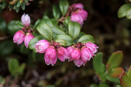 Lingonberry (Vaccinium vitis-idaea) Chowiet Island, Semidi Islands, Alaska, USA