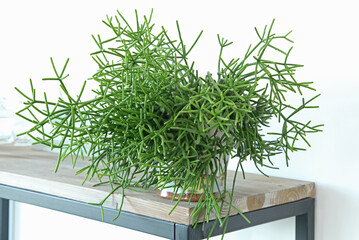 Euphorbia tirucallii