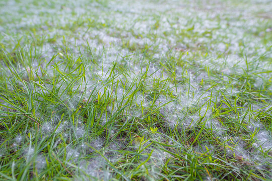 White Fluff On Green Image & Photo (Free Trial)