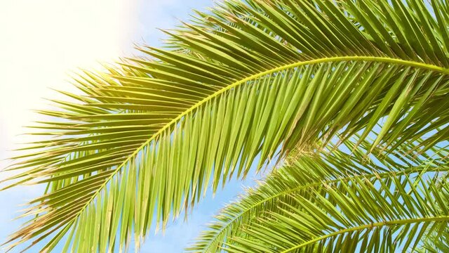Topical palm tree leaves moving swaying on wind. Green leaf in summer morning sun light on blue sky background. Beach vacation and tourism concept.