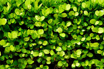 Green leaves texture on a sunny day