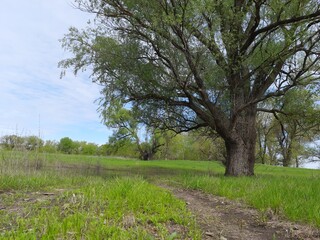 tree in spring, tree, nature, landscape, spring, grass, sky, green, field, summer, trees, meadow, forest, countryside, park, rural, blue, season, oak, road, garden, wood