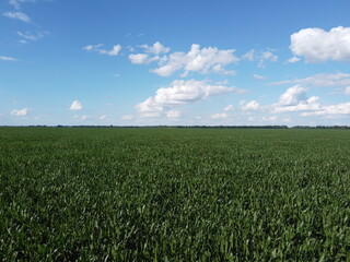 Obraz premium Huge cornfield on a sunny summer day, aerial view. Blue sky over green farm field, landscape.