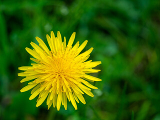 ellow dandelion flower macro background. Spring yellow flowers. Floral natural background