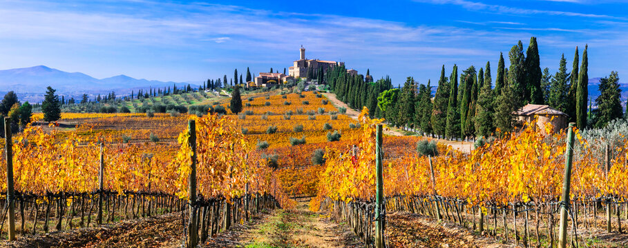 Castello di Banfi luxury wine estate, golden autumn vineyards of Montalcino, Tuscany, Italy Brunello wine region landscape. Rolling hills with cypresses. World print quality, copy space