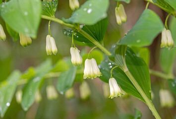 Vielblütige Weißwurz mit Blüten