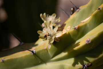Beautiful Mytrtillocactus (blueberry cactus) flowers blooming in spring time in Arizona desert.