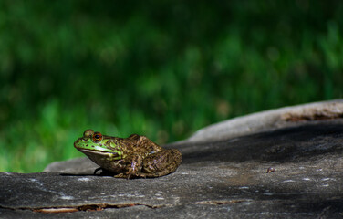 A shiny frog sitting on a rock.