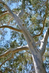 Eucalyptus Gum Eucalypt Tree Boyce Thompson Arboretum Superior Arizona