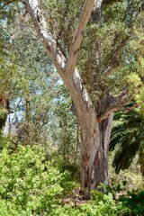 Eucalyptus Gum Eucalypt Tree Boyce Thompson Arboretum Superior Arizona