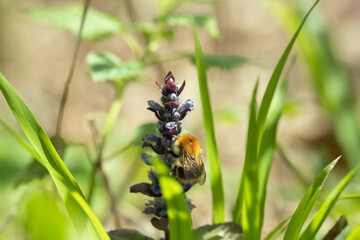 Bumblebee collects nactar from blue blossoms.
