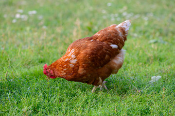 A brown-colored chicken grazes on a green lawn