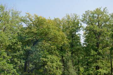 The tops of green trees against the blue sky