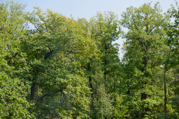 The tops of green trees against the blue sky