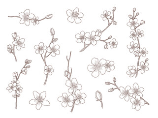 Sakura flowers hand drawn vector illustration set. Vintage sketch of cherry blossom, tree branches with flowers in elegant and romantic engraved style. Spring, Japanese culture and floral concept © SurfupVector
