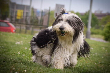 Naklejka na ściany i meble Bearded collie and poodle is running in nature. They looks so fluffy, he is so cute dog