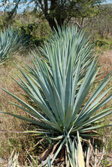 Landscape of agave plants to produce tequila