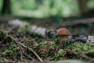 Mushroom picking in season. Edible forest mushrooms, porcini mushrooms grow in the grass.