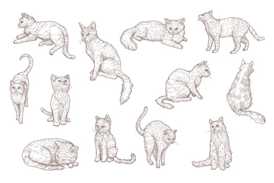 Cute cats and funny kittens hand drawn vector illustration set. Vintage sketch of little cat pets in different positions in engraved style. Pet and animal concept