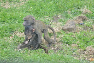 Baboons at Knowsley Safari Park, Liverpool, England, UK