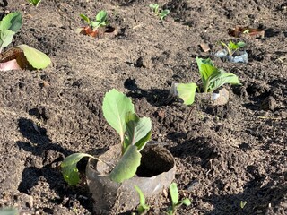 Young cabbage seedlings grow in the ground. Garden and vegetable garden concept.
