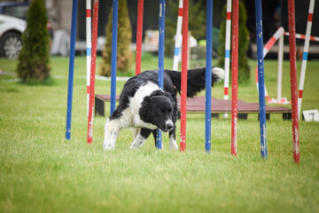 Border collie is running on czech agility competition slalom. Prague agility competition in dog park Pesopark.