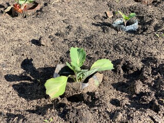 Young cabbage seedlings grow in the ground. Garden and vegetable garden concept.