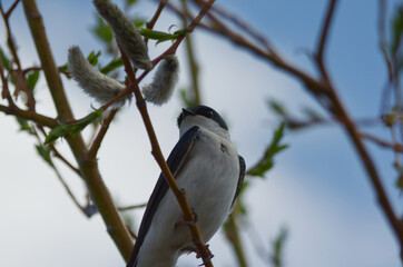 A Tree Swallow in a Tree