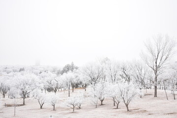 Frosty Trees