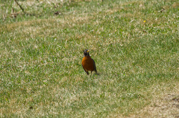 A Robin in the Grass