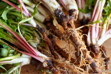Fresh dandelion root, used in alternative medicine