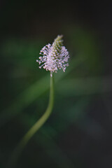 Blurred background with delicate wildflower and grass. Beautiful natural pattern of green stems. Selective focus, bokeh effect. Spring bloom, new life concept.