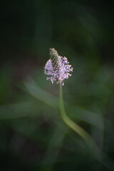 Blurred background with delicate wildflower and grass. Beautiful natural pattern of green stems. Selective focus, bokeh effect. Spring bloom, new life concept.
