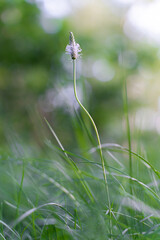 Blurred background with delicate wildflower and grass. Beautiful natural pattern of green stems. Selective focus, bokeh effect. Spring bloom, new life concept.