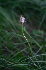Blurred background with delicate wildflower and grass. Beautiful natural pattern of green stems. Selective focus, bokeh effect. Spring bloom, new life concept.