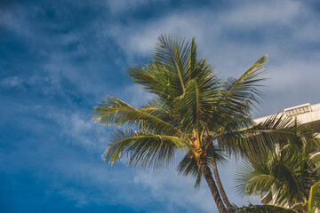 Fototapeta na wymiar Close up of Palm tree against blue sky clouds on a sunny day
