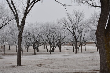 Trees Covered in Frost