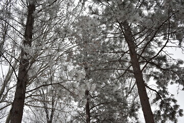 Trees Covered in Frost