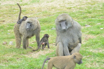 Baboons at Knowsley Safari Park, Liverpool, England, UK