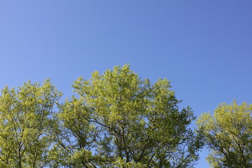 Crown of green trees against a blue sky.