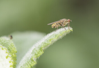 Scathophaga Fly or dipteran perched on green grass in an environment of filtered light and green...
