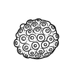 Round sponge coloring book linear drawing isolated on white background