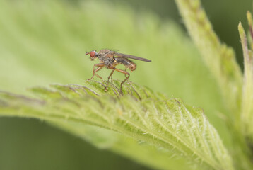 Scathophaga cf lutaria Fly or dipteran perched on green grass in an environment of filtered light and green tones