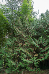 Western red cedar  (Thuja plicata Donn ex D.Don) or Pacific red cedar, giant or western arborvitae in Arboretum Park Southern Cultures in Sirius (Adler) Sochi