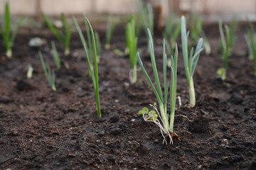 Green onion grows in a greenhouse, the first harvest on the beds