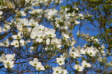 White flowers of pacific dogwood (Cornus nuttallii cv.). Dense, rounded, greenish-white flowerheads against blue sky. Selected focus.