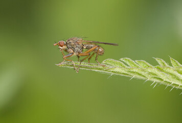 Scathophaga cf lutaria Fly or dipteran perched on green grass in an environment of filtered light and green tones