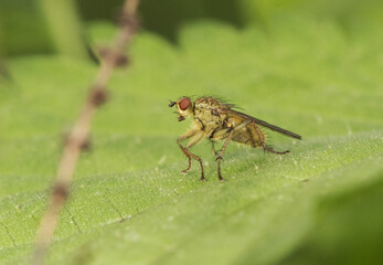 Scathophaga stercoraria Fly or dipteran perched on green grass in an environment of filtered light and green tones