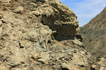 Lizard sitting in the sun in the mountains of Gobustan. Azerbaijan.